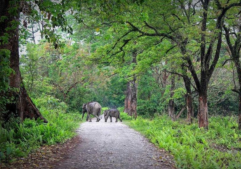 Royal Manas National Park - Swan Tours - Travel Experiences, Popular