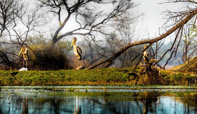 Bharatpur Tourism