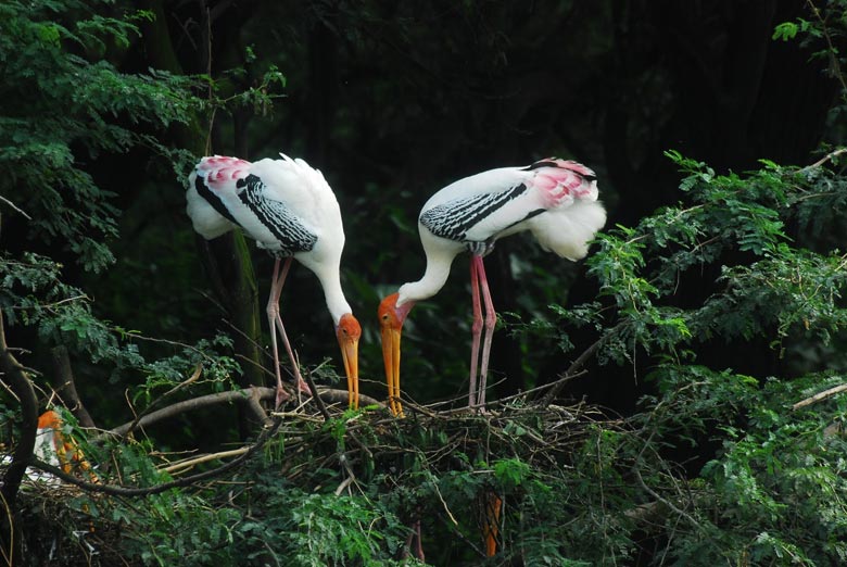 National Park in Delhi