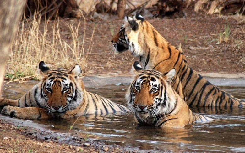 Wildlife Parks near Delhi