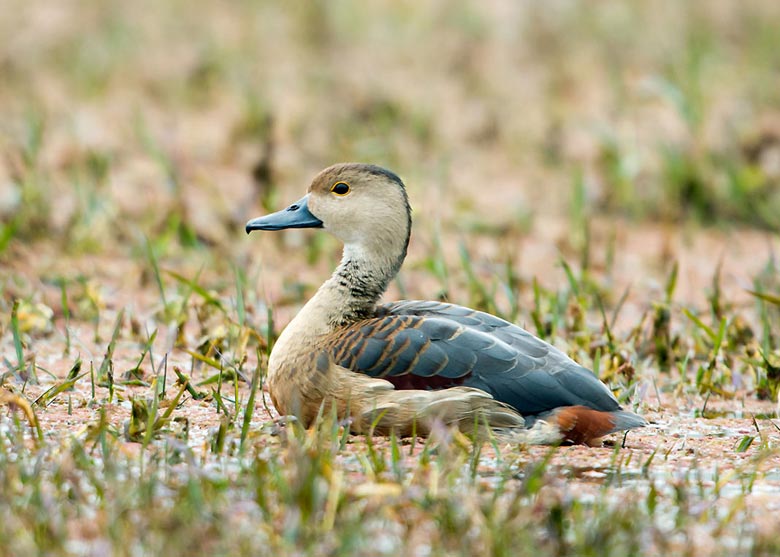 Wildlife in Delhi