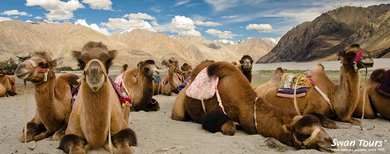 Nubra-Valley-in-Ladakh - Swan Tours - Travel Experiences, Popular