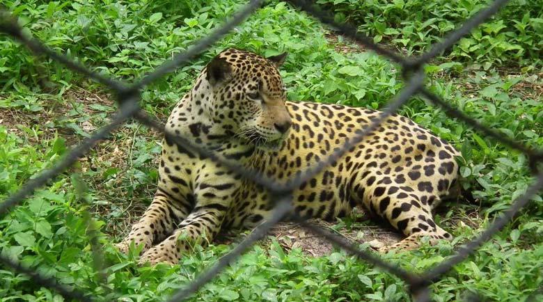 National Zoological Park Delhi