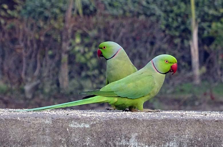 Charity Birds Hospital in delhi