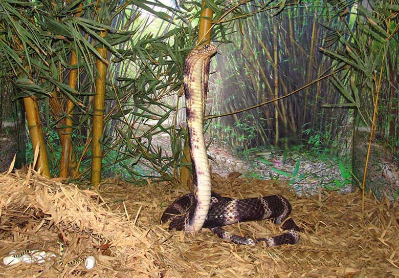 Madras Snake Park