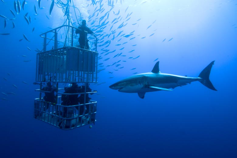 Shark feeding in Maldives