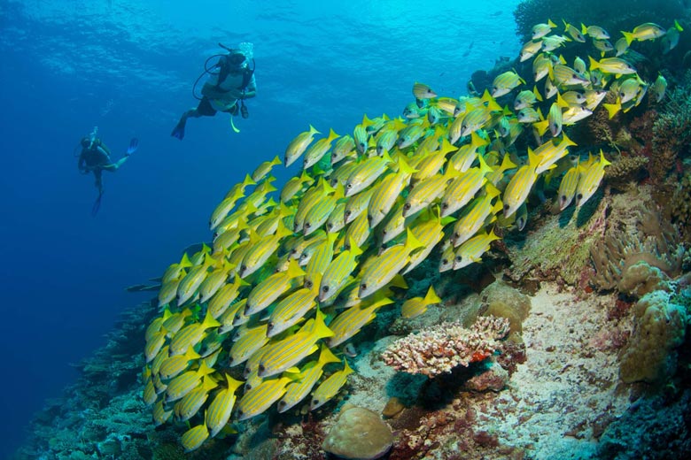 Wilderness diving in Maldives