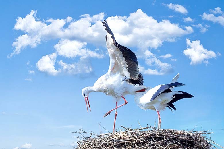 Bharatpur Bird Sanctuary