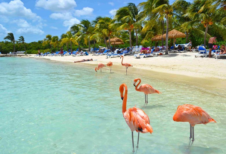 Birds of Maldives