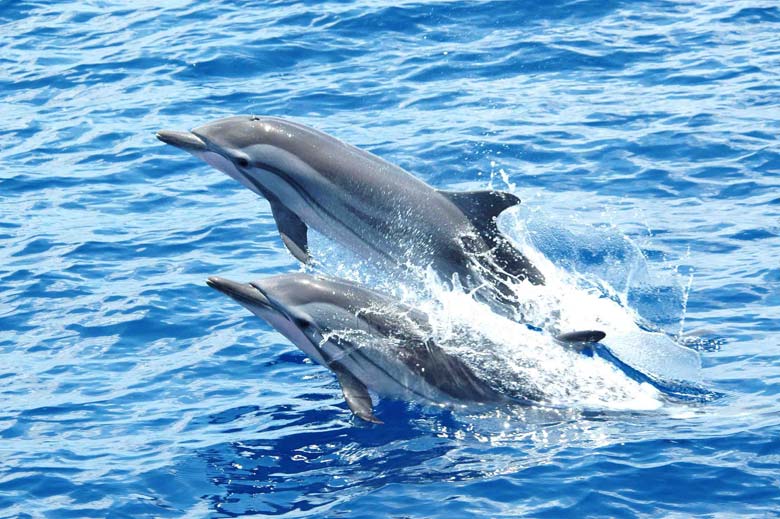 Dolphin Spotting Maldives