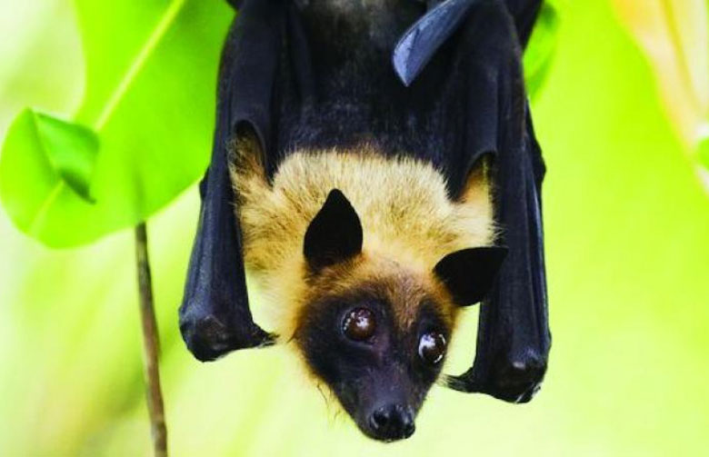 Fruit Bats