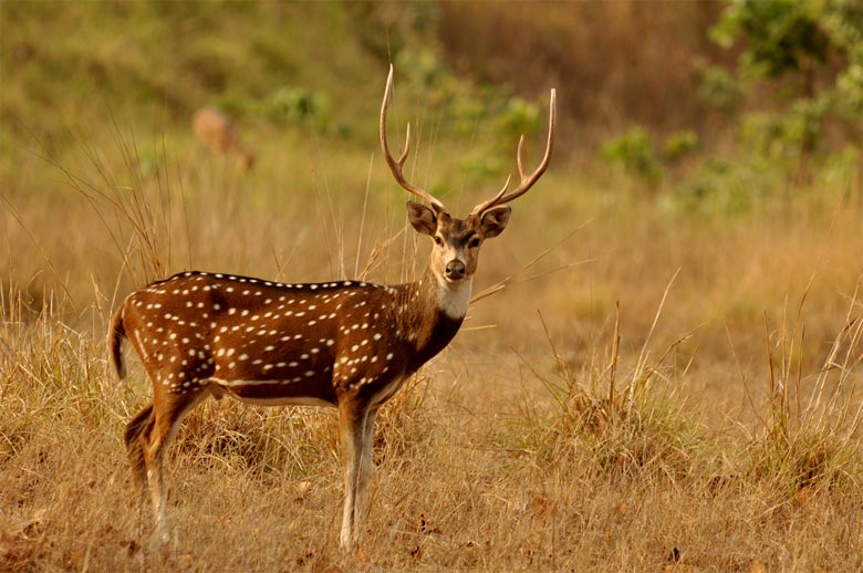 Gir National Park Gujarat