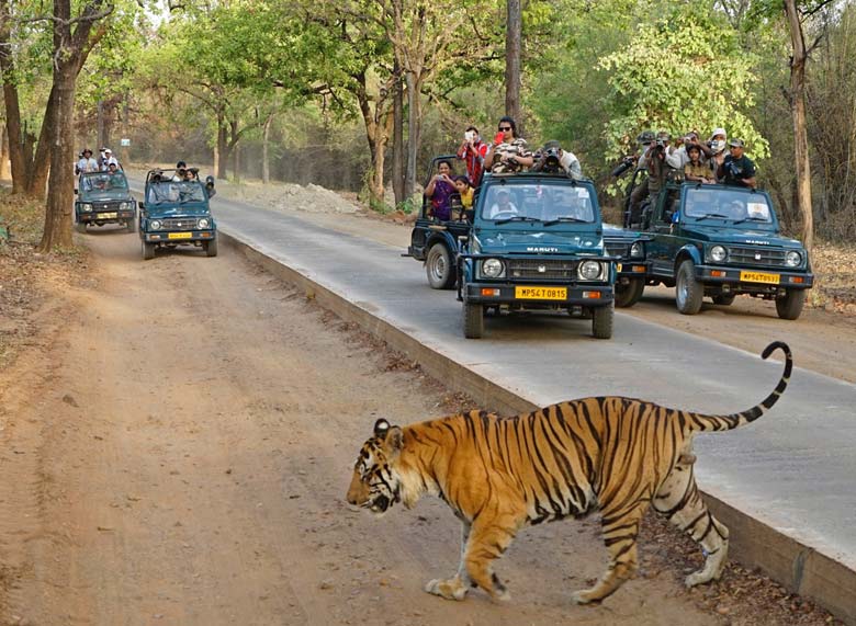 Gir National Park Safaris