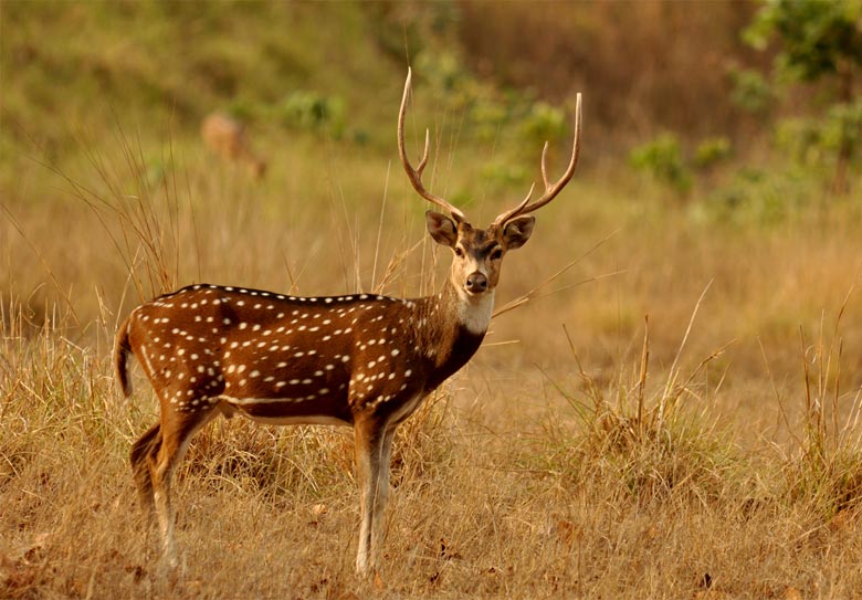 Gir National Park Wildlife Sanctuary in Gujarat – Swan Tours