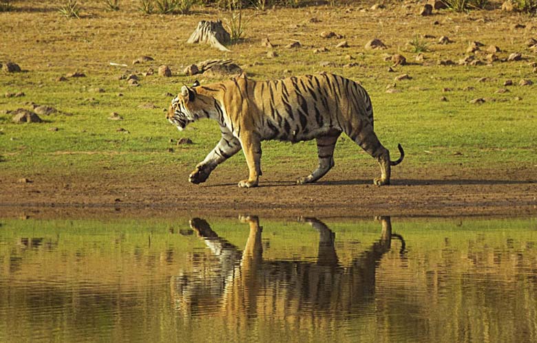 Gujarat Wildlife Safari