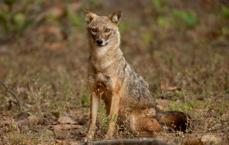 Gujarat Wildlife