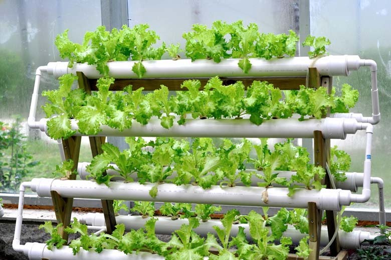 Hydroponics Garden