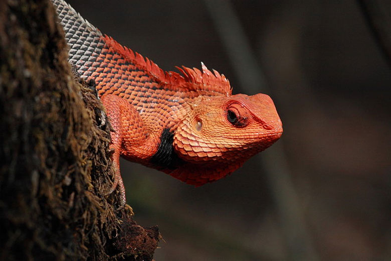 Oriental Garden Lizards