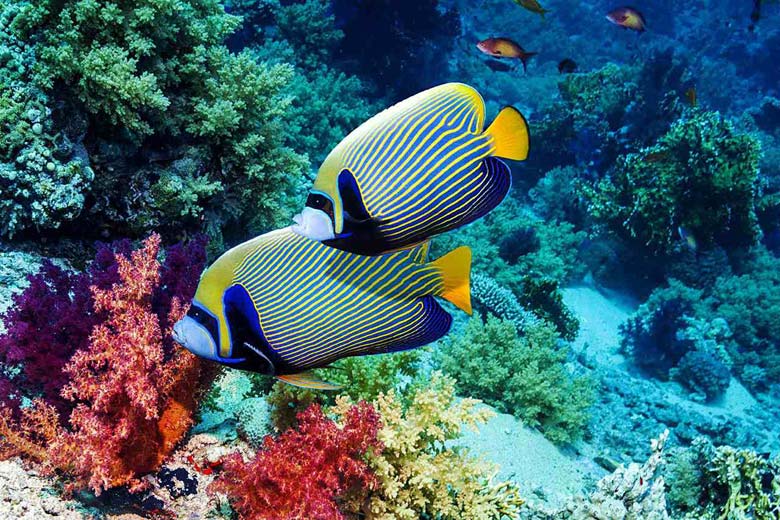 Reef and Also Marine Fish of Maldives