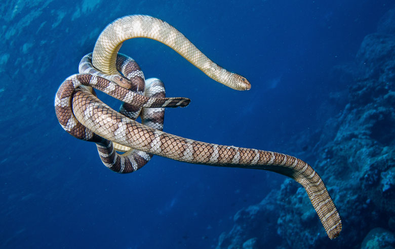 Snakes of Maldives