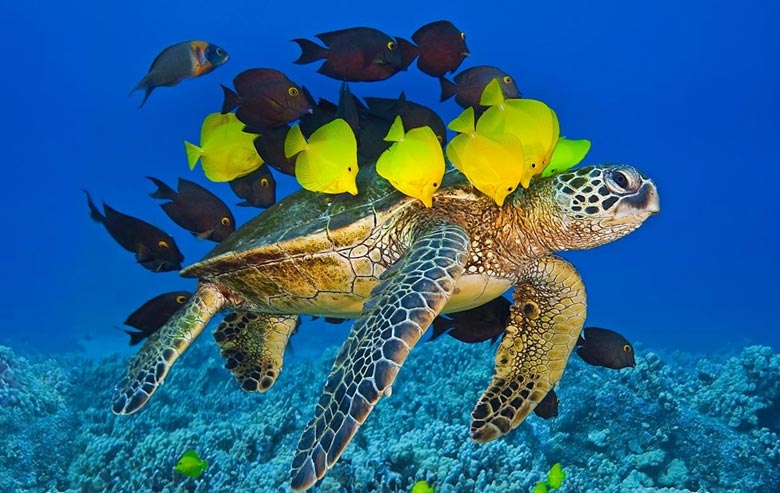 Turtles of Maldives