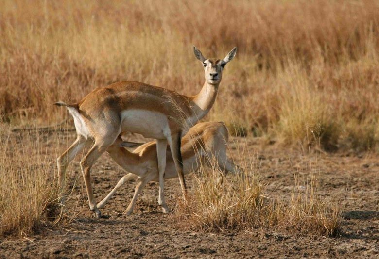 Wild animals in Gujarat