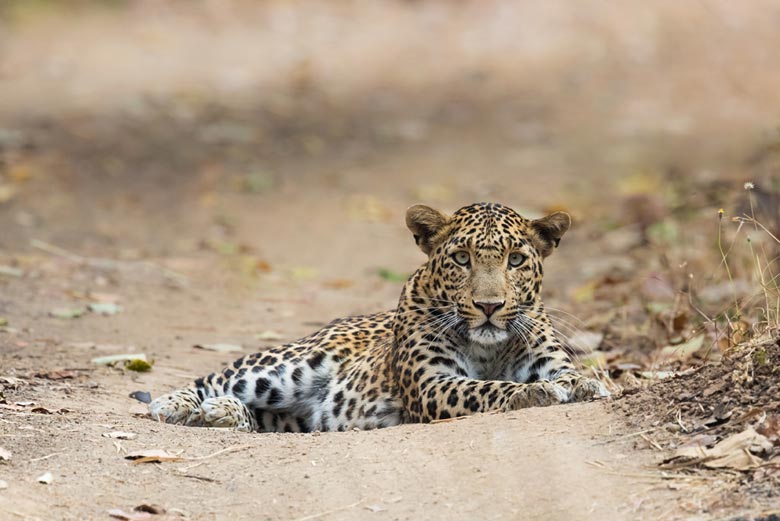 Wildlife in Gujarat