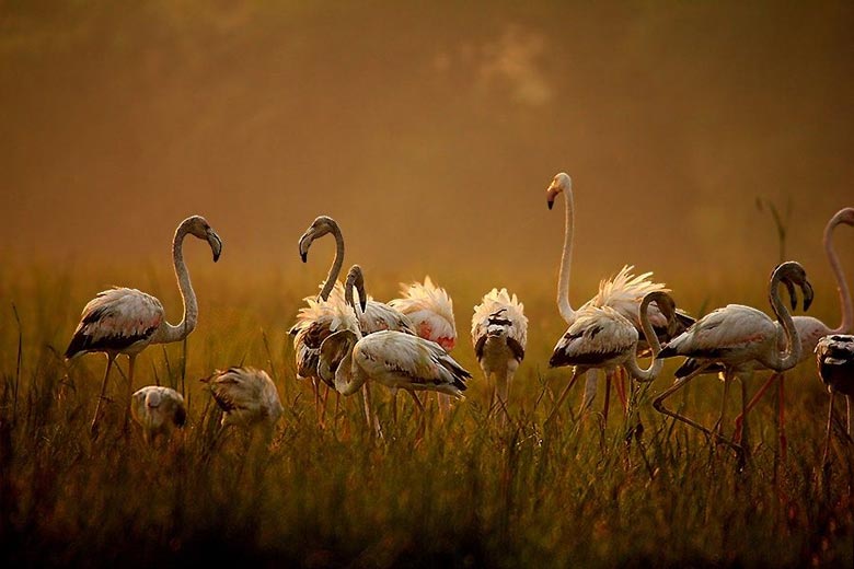 Gujarat Bird Sanctuary