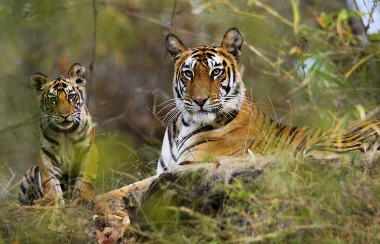 Kaziranga National Forest