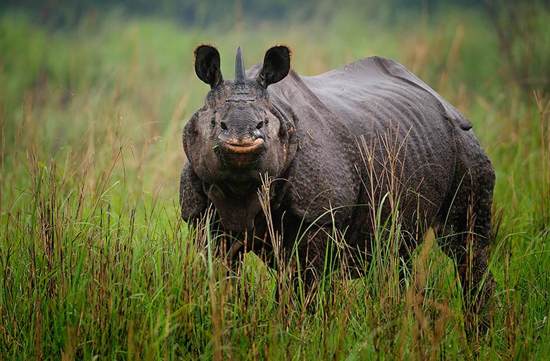 Kaziranga Rhino