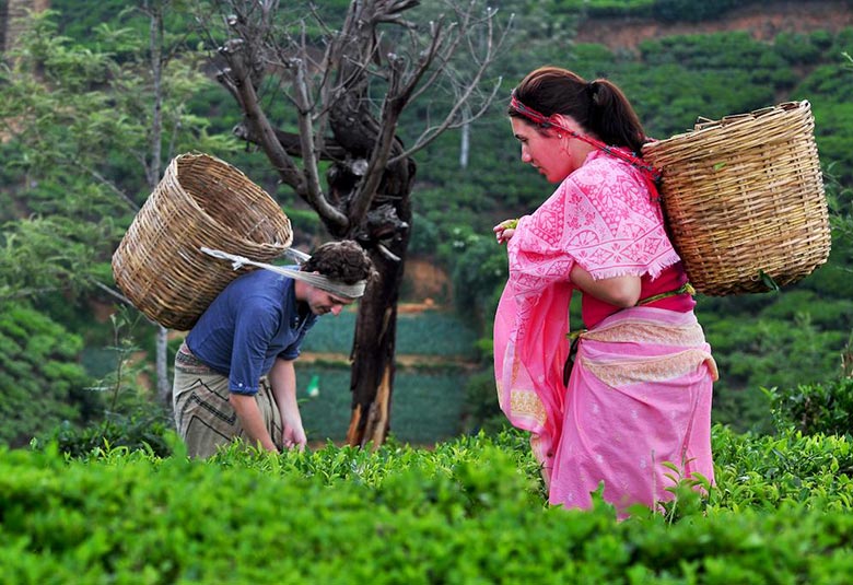 Tea Tourism in Assam North East India