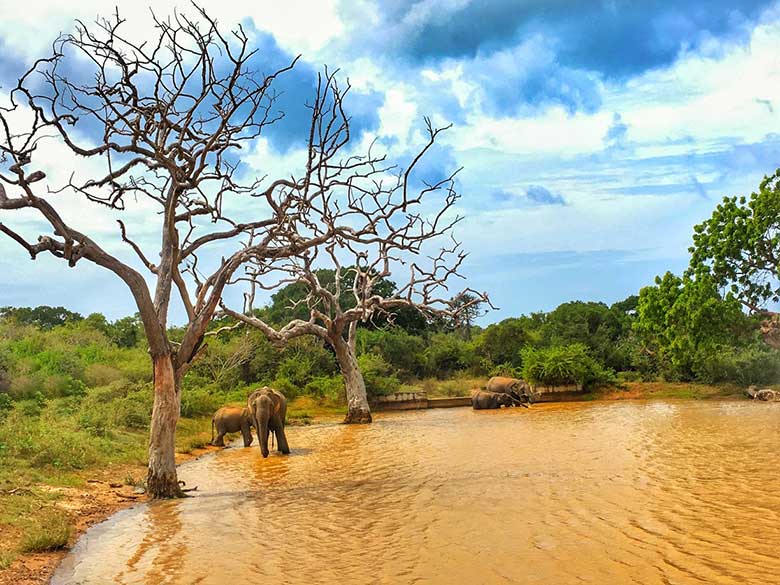 Explore Yala National Park Sri Lanka