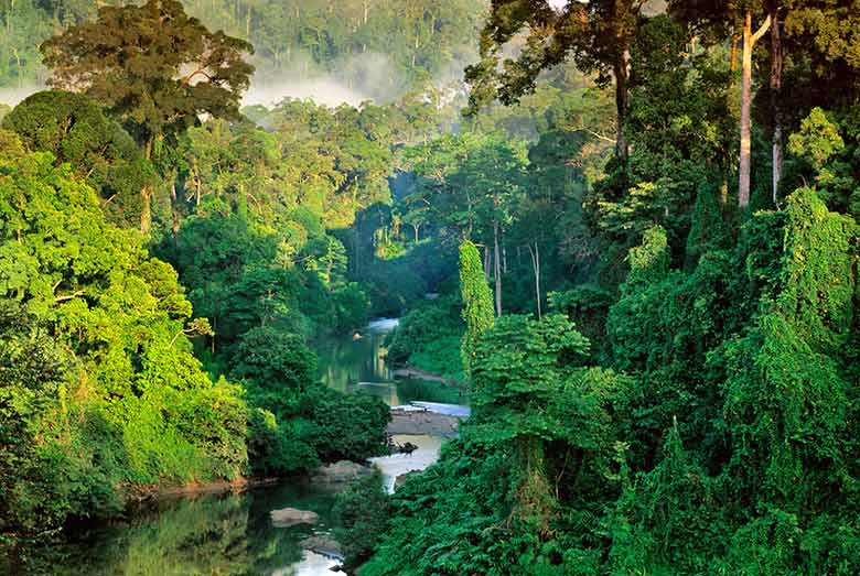 Visit Sinharaja Forest Reserve Sri Lanka