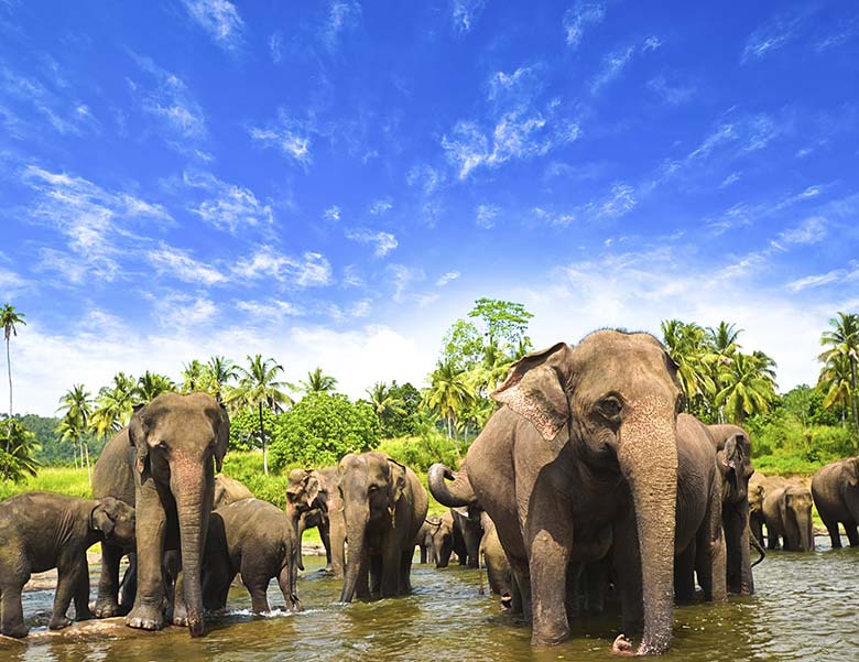 Visit Sri Lanka in April to September
