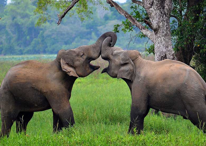 Explore Wasgamuwa National Park, Sri Lanka