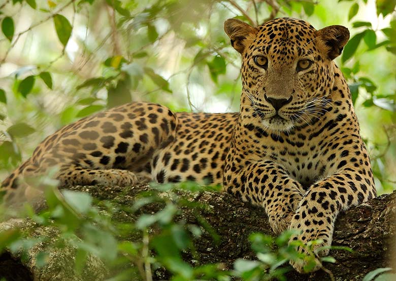 Wilpattu National Park in Sri Lanka