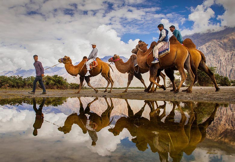 Camel Safari