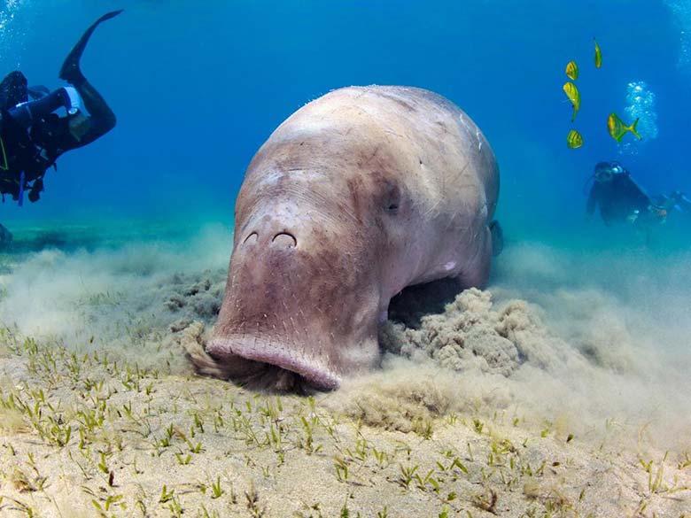 Diving with Dugongs