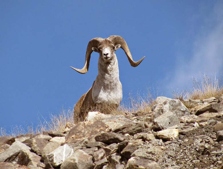 Visit Hemis National Park