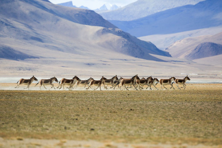 Wildlife in Leh Ladakh, Wildlife Sanctuary, National Park - Swan Tours