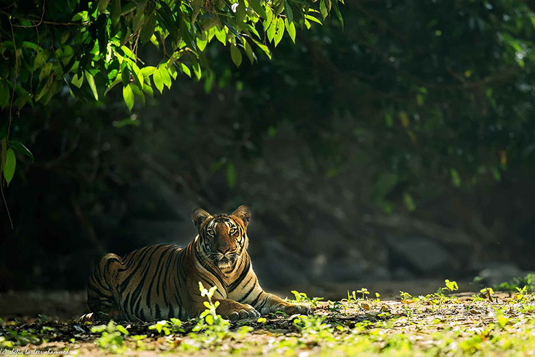 Parambikulam Tiger Reserve