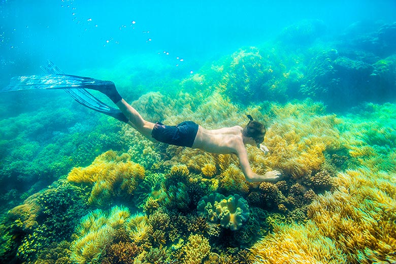 Reef Snorkeling