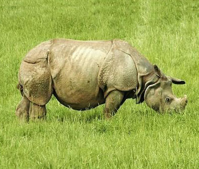 Kaziranga National Park Tour