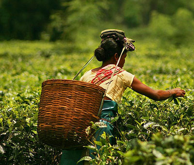 Darjeeling Tour Packages