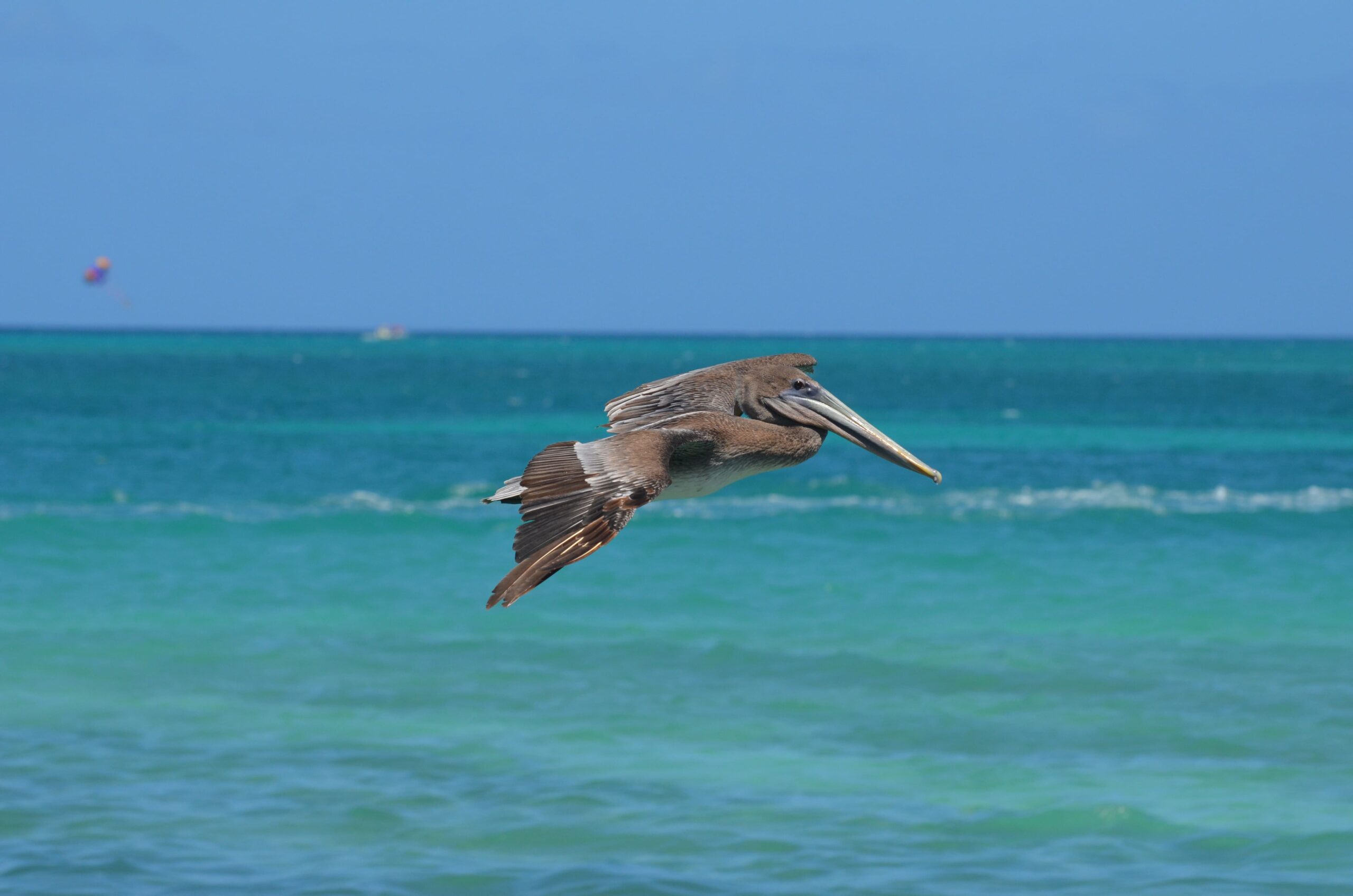 Birds of Maldives