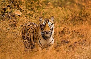 india wildlife tour packages
