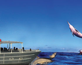 Dolphin Watching in Andaman