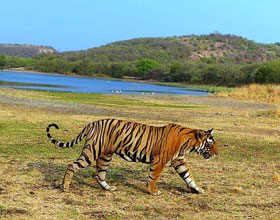 Golden Triangle Tour Package with Ranthambore