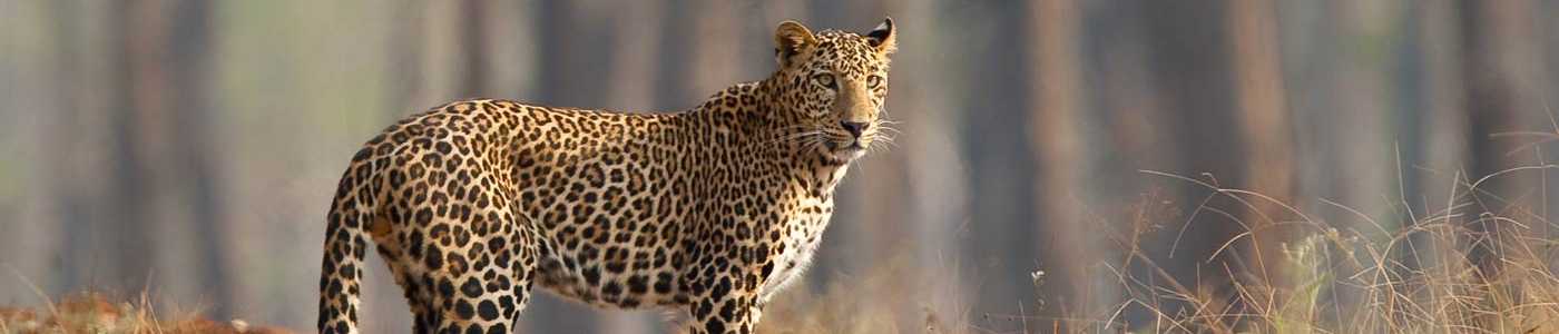 North East India Wildlife Tour Packages