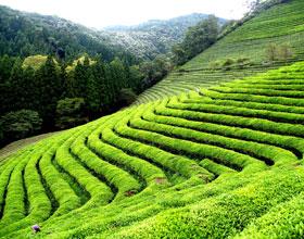 darjeeling tour packages with price